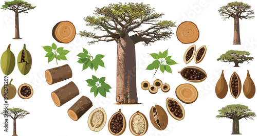 Baobab Tree Complete Botanical Collection with Fruit Seeds Leaves Bark Log Vector Illustration