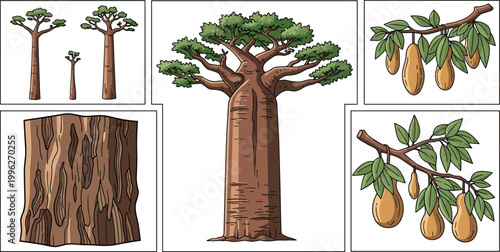 Baobab Tree Detailed Infographic Set with Fruit Bark and Growth Stages Vector Illustration