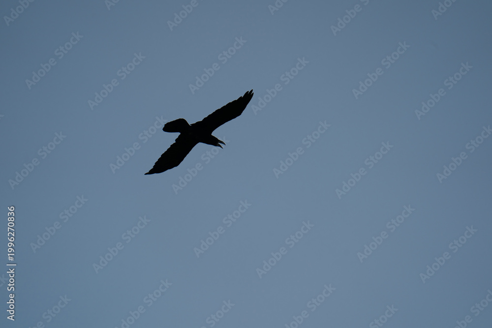 Fototapeta premium Silhouette of a raven or crow flying in a clear blue sky