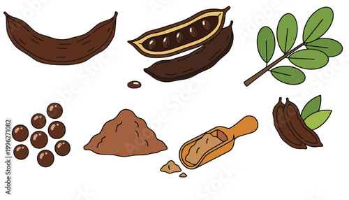 Cocoa bean vector illustrations with pods and leaves on white background