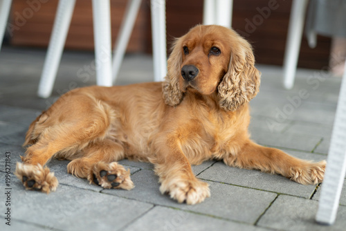 Canvas Print English Cocker Spaniel lying on a grey tiled floor outdoors