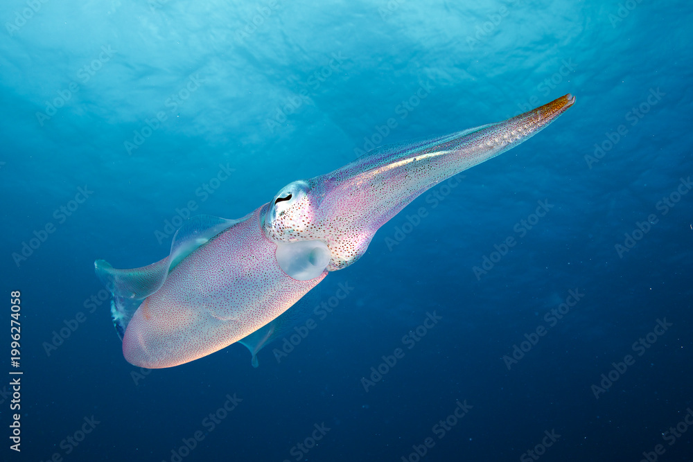 Fototapeta premium Squid