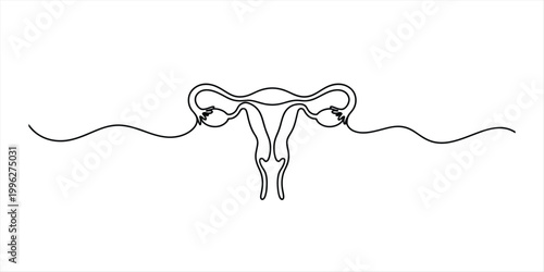 Continuous line drawing of female reproductive system, uterus, ovaries, fallopian tubes, simple medical illustration Vector, illustration