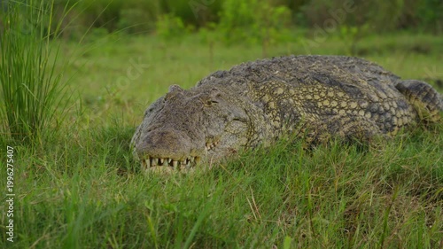 Massive Nile crocodile with open jaws resting in lush green grass of Okavango Delta in Botswana, powerful teeth while basking under warm sun