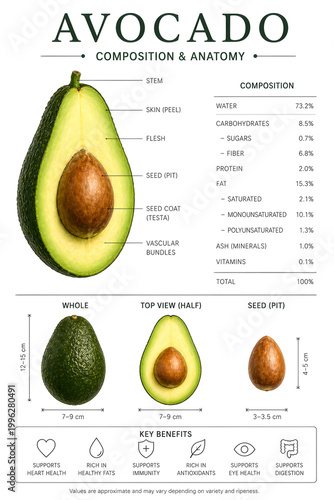 Avocado Composition and Anatomy Infographic with Nutritional Breakdown Cross Section Seed Structure and Health Benefits Chart