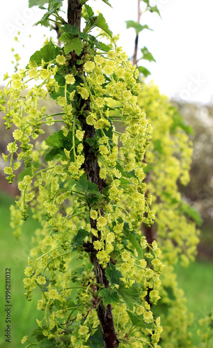 Quadro su tela Red currant (Ribes rubrum) blossoms on a bush branch