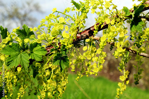 Red currant (Ribes rubrum) blossoms on a bush branch