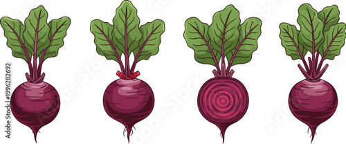 Illustrations of beets with different leaf and root designs, vector art