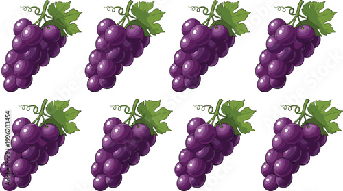 Illustration of clusters of purple grapes with green leaves, vector design