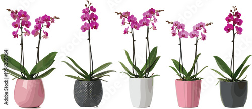 Elegant orchid plants in colorful pots with vibrant purple flowers, vector illustration