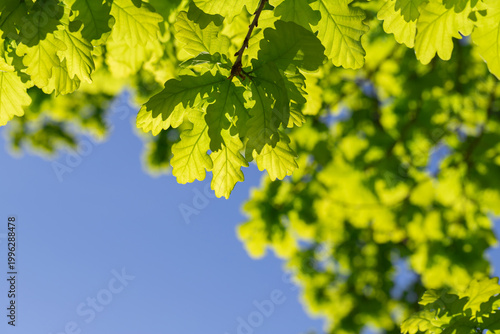 Sunlit oak leaves glow vivid green against a clear blue sky, conveying fresh ...