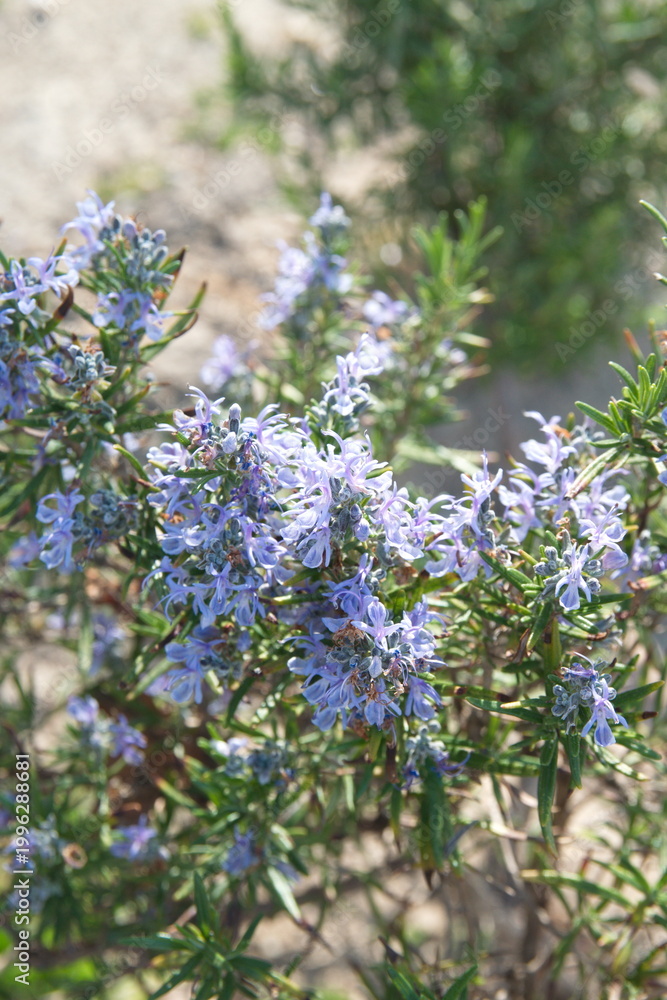Obraz premium Blossom of Rosemary, Rosmarinus officinalis, ornamental and medicinal plant