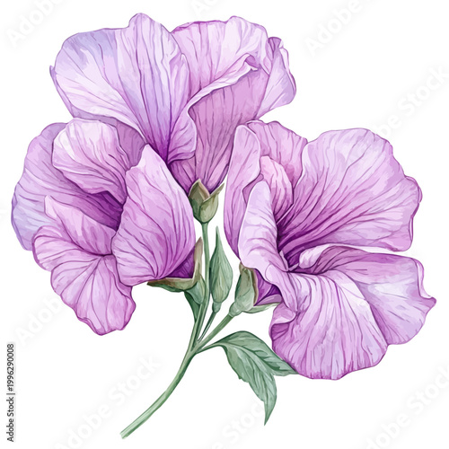 Foto Sweet Pea Flower, watercolor illustration vector, isolated on a white background