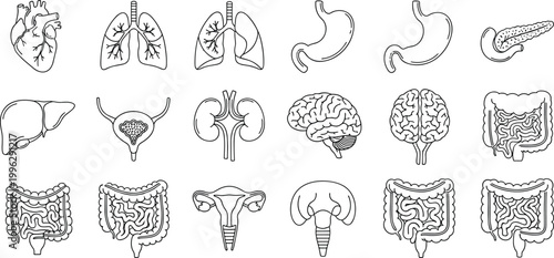 Human organ anatomy illustration set medical diagram heart lungs stomach pancreas liver bladder kidneys brain intestines uterus vector artwork