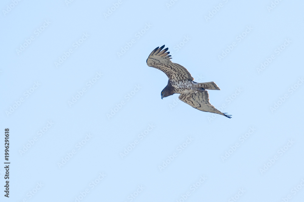 Obraz premium A low-angle shot of a short-toed snake eagle (Circaetus gallicus) flapping its wings and soaring through the air against a clear blue sky.