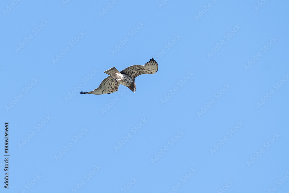 Obraz premium A low-angle shot of a short-toed snake eagle (Circaetus gallicus) flapping its wings and soaring through the air against a clear blue sky.