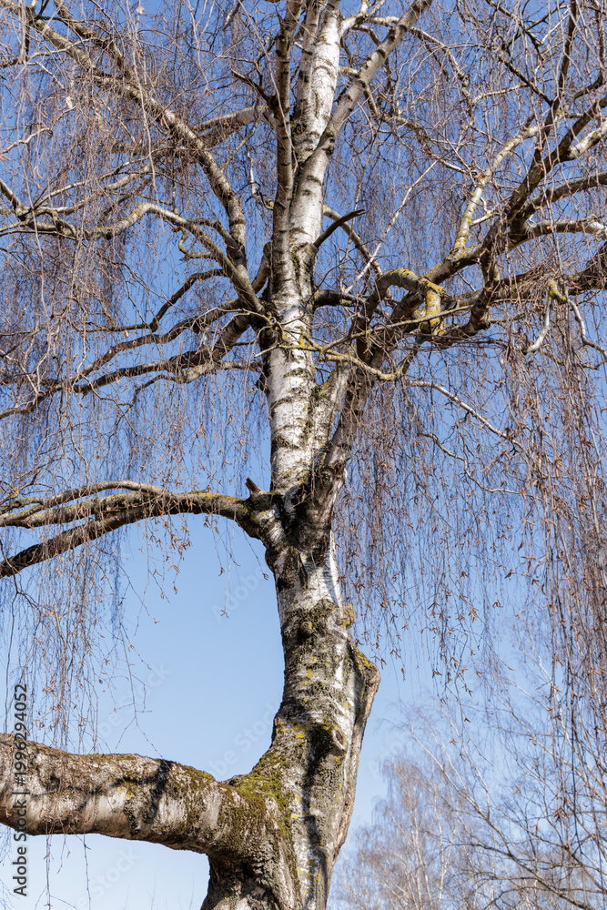 Fototapeta premium Detailed Close-up of Birch Tree in Early Spring