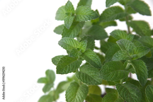 Photos Mentha Suaveolens foliage, Mentha longifolia, also known as horse mint, brookmint, fillymint or St