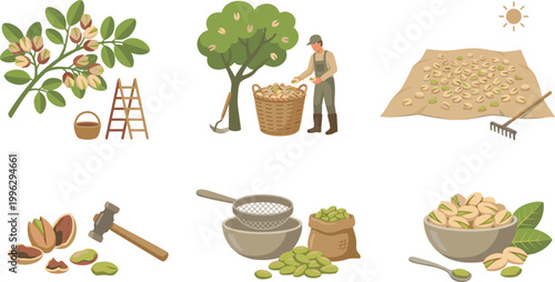 Pistachio Harvest and Processing Vector Set with Tree, Farmer Picking, Drying, Cracking and Shelled Nuts for Agriculture, Food Production and Organic Design