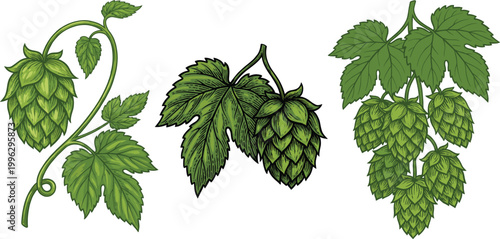 Hop Plant Vector Illustration Set with Green Cones, Leaves and Vines for Brewing, Beer Production, Botanical Design and Natural Ingredient Concepts