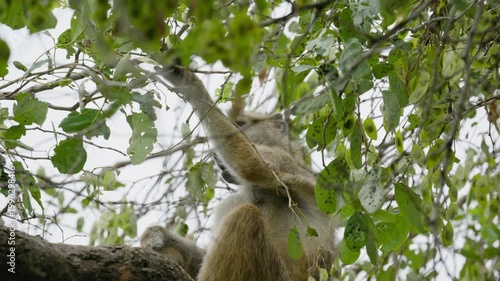 Chacma baboon sitting on branch, eating leaves in lush green tree in Okavango Delta, Botswana, exhibiting natural foraging and feeding behavior in habitat in slow motion