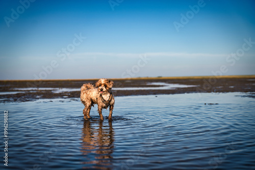 Hund am Strand
