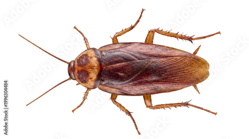 Close-up top view of a brown cockroach with visible antennae and legs, isolated on a pure white background, showcasing its intricate exoskeleton detail