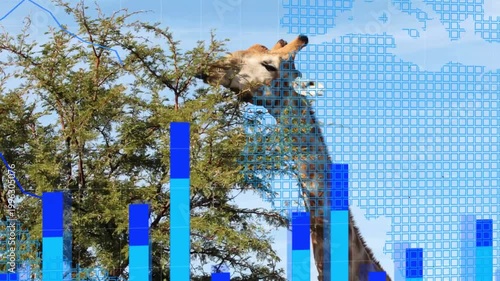 Giraffe browsing acacia while plain shot causing bar charts, grid, map appearing, aiding wildlife