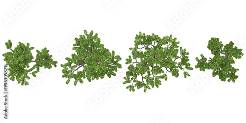 Collection of Adonidia trees on transparent background from the top view