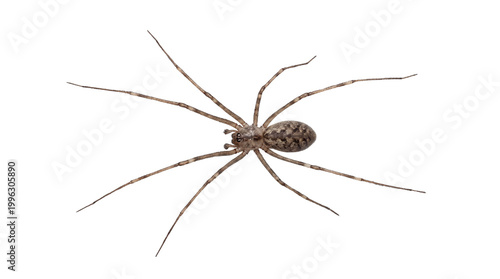 A top-down close-up view of a long-legged house spider with detailed features against a clean white background, highlighting its anatomy and delicate limbs