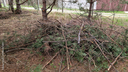 фотографія Spring tree pruning