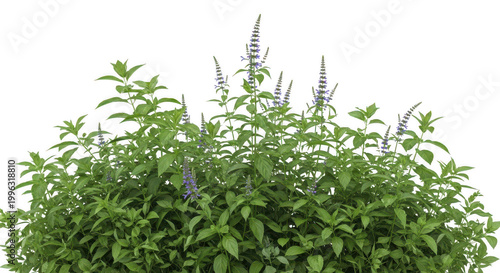 Vibrant green herb plant with delicate leaves and stems