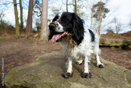 Black and white spaniel dog with a dirty face stands proudly on a rock whilst out for exercise, enjoying the freedom to get dirty digging in the woodland.