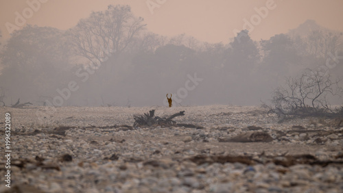 Obraz na płótnie Solitary deer standing in misty dry riverbed landscape with soft haze