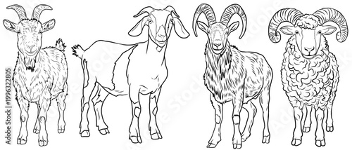 Set of hand drawn goat and sheep illustrations. Farm animals collection. Goat, ram, and sheep line art icons. Domestic cattle sketches. Capra hircus and Ovis aries vector illustration.