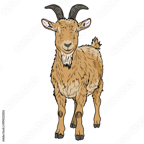 goat illustration vector. cute farm animal isolated on white background. domestic goat standing. livestock mascot illustration. brown goat cartoon character