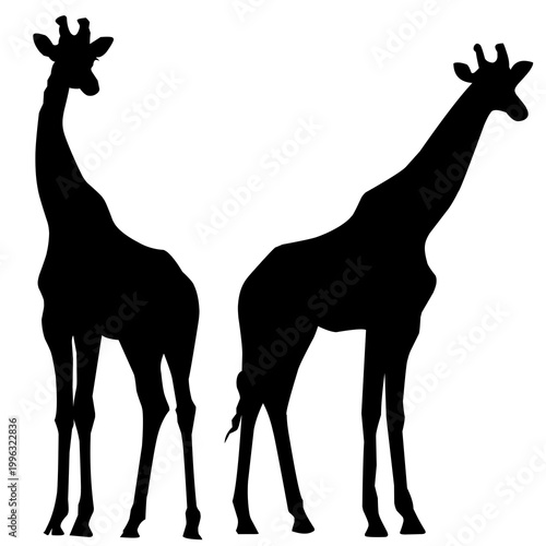 Tableau sur toile Two giraffes silhouette vector illustration