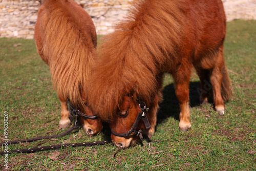 Schilderij op canvas Adorable shaggy brown ponies grazing on fresh green grass in a sunny pasture
