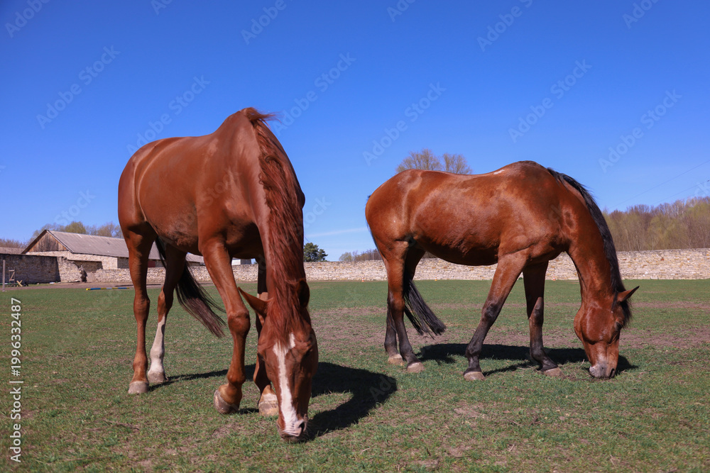 Obraz premium Pair of brown horses grazing peacefully in a sunlit green pasture