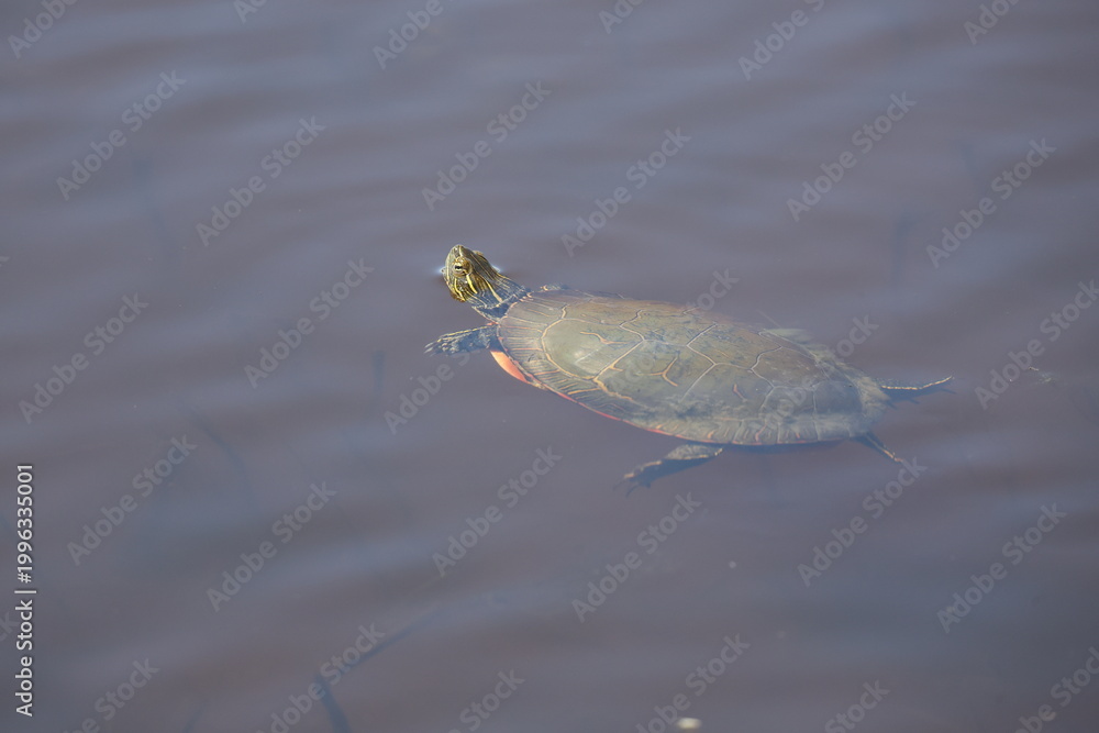 Fototapeta premium turtle in the water
