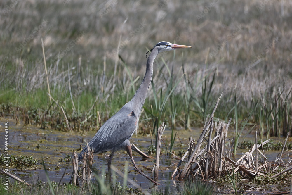 Fototapeta premium great blue heron