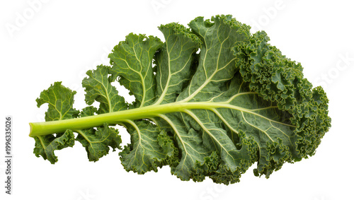 Tableau sur toile Single green curly kale leaf with prominent veins, isolated on transparent backg