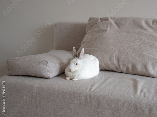 Foto A domestic white rabbit with grey tipped ears sits on a beige fabric sofa next to large pillows in a brightly lit indoor living room with neutral colored walls