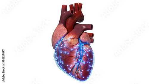 Obraz na płótnie Realistic human heart with glowing blue electrical impulses, isolated on transpa