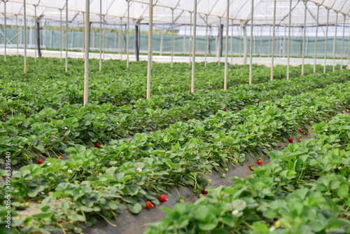 Valokuva Interior view of a large modern tunnel greenhouse with rows of organic strawberry plants