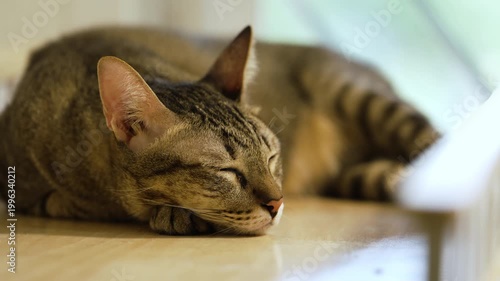 Domestic tabby cat sleeping on a modern wooden cat climber, cat tree tower