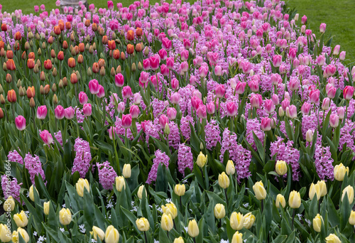 Bild auf Leinwand colorful tulips and purple hyacinths blooming in a garden