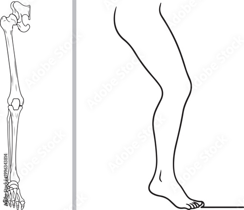 Human leg anatomy vector illustration showing skeletal bones and skin outline isolated on white background