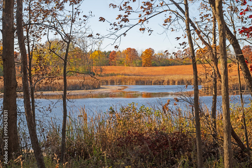 Forest Pond Viewed Through an Autumn Lens