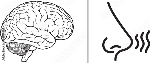 Human brain and nose smelling scent illustration isolated on white background for sensory perception concept
